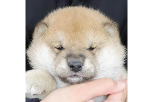 成約済の愛知県の柴犬-369664の4枚目